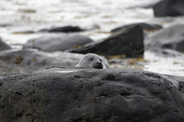 Seals at Ytri Tunga, Westfjords, Iceland