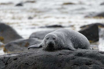 Seals at Ytri Tunga, Westfjords, Iceland