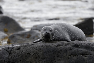 Seals at Ytri Tunga, Westfjords, Iceland
