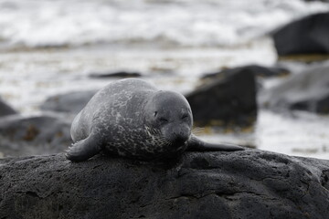 Seals at Ytri Tunga, Westfjords, Iceland