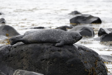 Seals at Ytri Tunga, Westfjords, Iceland