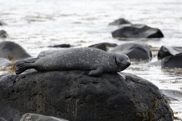 Seals at Ytri Tunga, Westfjords, Iceland