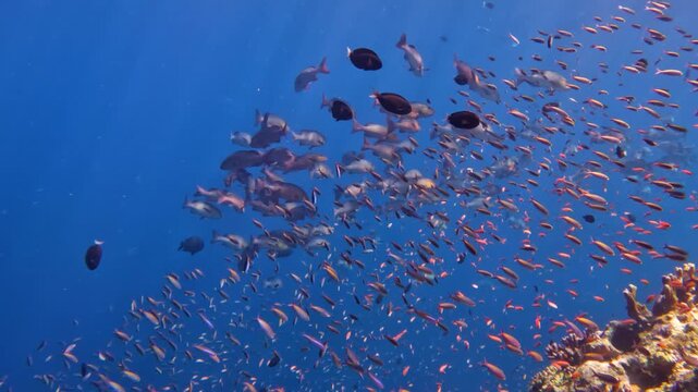 School of snappers swimming on the edge of a tropical Indian Ocean coral reef