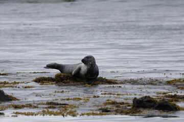 Seals on Ytri Tunga, Westfjords, Iceland