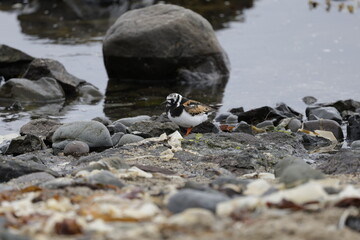 Ruddy turnstone Arenaria, Bird, Iceland