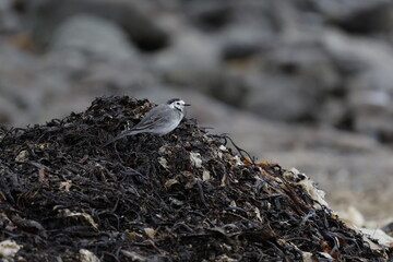 Ruddy turnstone Arenaria, Bird, Iceland