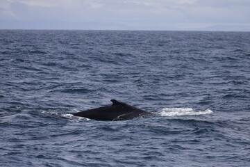 Fototapeta premium humpback