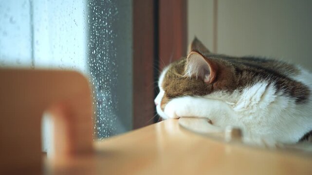 pet care concept with play and happy feeling with british cat see rain drop on window in living room 