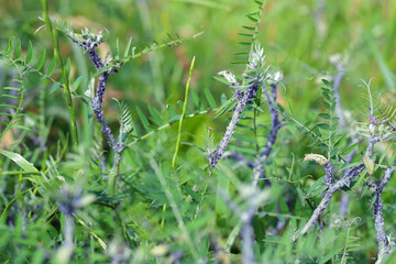 Colony of Tufted vetch aphids (Aphis craccae) on a vetch, Vicia cracca, pests.