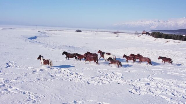 A herd of horses runs through the snow