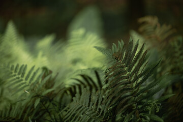 Ferns in the forest, Bali. Beautiful ferns leaves green foliage. Close up of beautiful growing ferns
