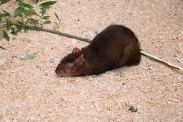 rat in the hole