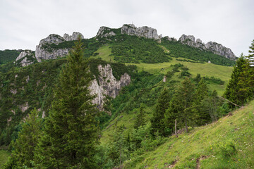 A view to the green Chiemgau nature while hiking 