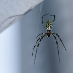 a tiger spider riding a spider's web