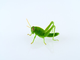 Green Egyptian grasshopper or locust on a white background. Anacridium aegyptium
