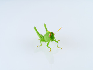 Green Egyptian grasshopper or locust on a white background. Anacridium aegyptium
