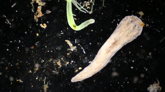 Planarian parasite (flatworm) under microscope view.