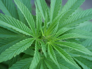Legal hemp plant in the garden, decorative and about to bloom. Reflects the shift in legislation and the diverse applications of hemp in everyday life.