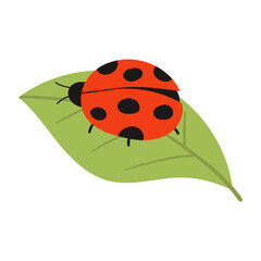 ladybug on a leaf