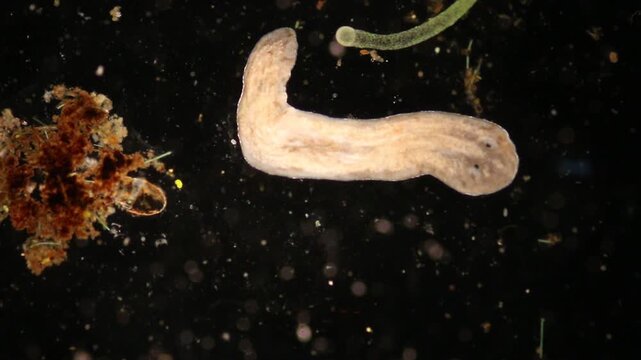 Planarian parasite (flatworm) under microscope view.