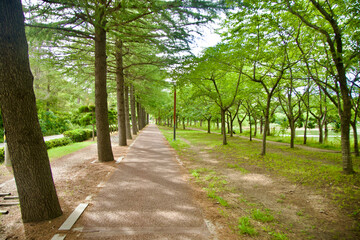 Tree-Lined Path at Yeongnang Lake