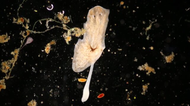 Planarian parasite (flatworm) under microscope view.