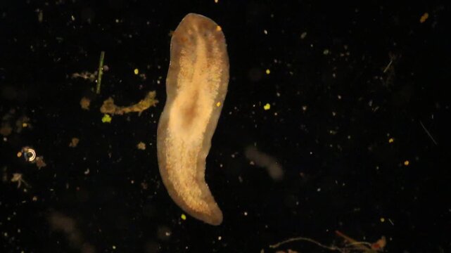 Planarian parasite (flatworm) under microscope view.