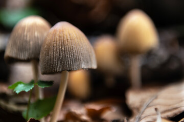 Psilocybe semilanceata (liberty cap mushroom) is one of the most effective hallucinogenic mushrooms due to the psilocybin it contains.
