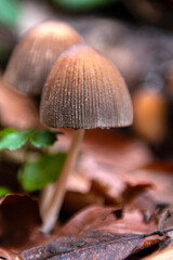 Psilocybe semilanceata (liberty cap mushroom) is one of the most effective hallucinogenic mushrooms due to the psilocybin it contains.
