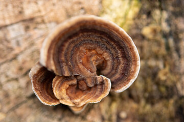 mushroom on tree trunk.
mushroom growing on tree trunk in the forest