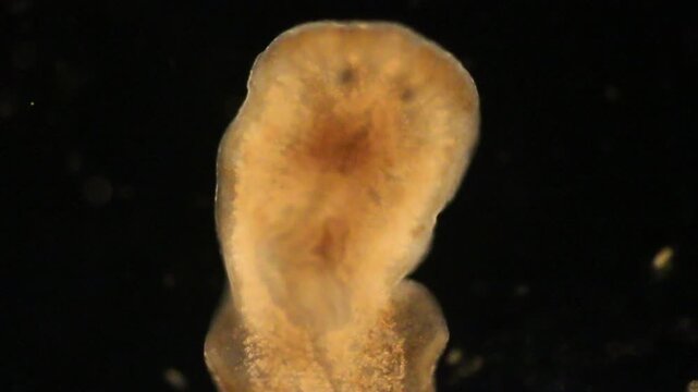 Planarian parasite (flatworm) under microscope view.