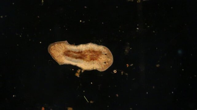 Planarian parasite (flatworm) under microscope view.