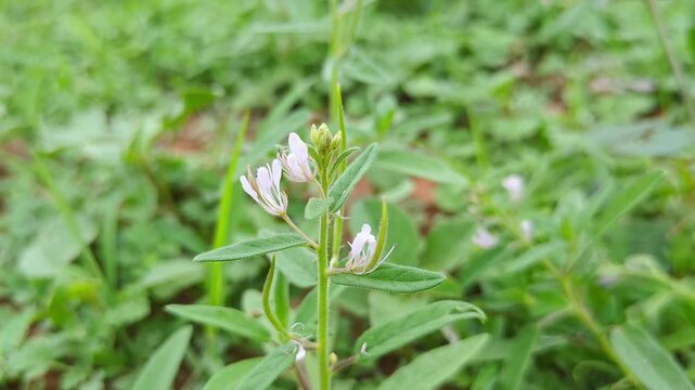 A closeup shot of Spindle pod or Cleome monophylla plant with flowers