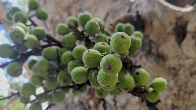 A closeup shot of Ficus racemosa, the cluster fig, red river fig or gular