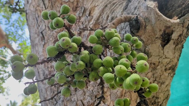 A closeup shot of Ficus racemosa, the cluster fig, red river fig or gular