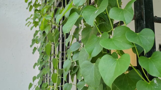 A close-up video of Tinospora cordifolia, or heart-leaved plant, giloy, amrita, or gudbel