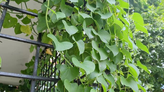 A close-up video of Tinospora cordifolia, or heart-leaved plant, giloy, amrita, or gudbel