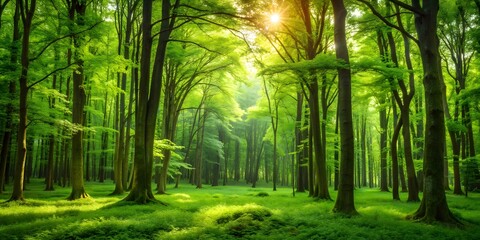 Lush green forest with abundant trees in the background, Trees, nature, lush, green, forest, foliage, environment