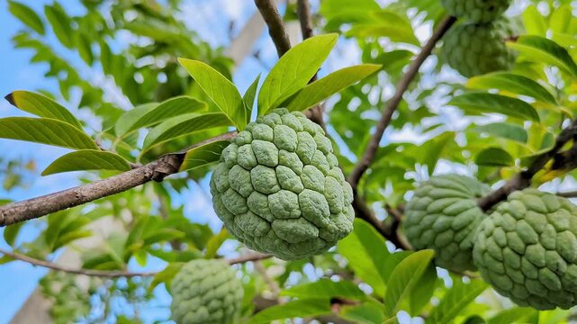 A close-up video of Annona squamosa,custard apple, sitaphal, or sweetsop, on a branch