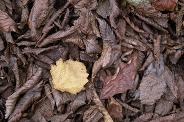 Tree leaves that have started to turn yellow. Dried tree leaves. Dried ivy leaves.