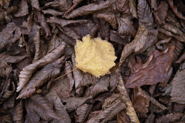 Tree leaves that have started to turn yellow. Dried tree leaves. Dried ivy leaves.