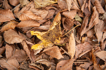 Tree leaves that have started to turn yellow. Dried tree leaves. Dried ivy leaves.