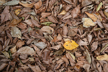 Tree leaves that have started to turn yellow. Dried tree leaves. Dried ivy leaves.