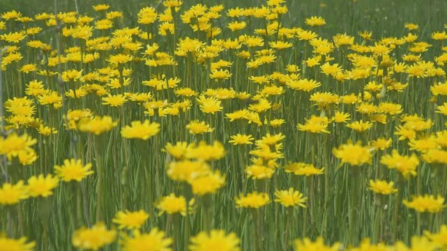 A clearing of bright yellow flowers in a green meadow. Wall Hawkweed or Hieracium murorum