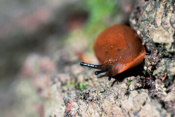 macro snail narrow focus small animal creature natural close up view