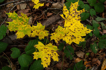 Tree leaves that have started to turn yellow. Dried tree leaves. Dried ivy leaves.
