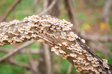 mushroom on tree trunk.
mushroom growing on tree trunk in the forest
