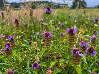 A flower meadow with a lot of blooming common pollen as a background