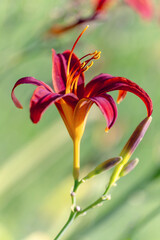 red lily in the garden