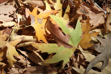 autumn leaves on the ground. plane tree leaves